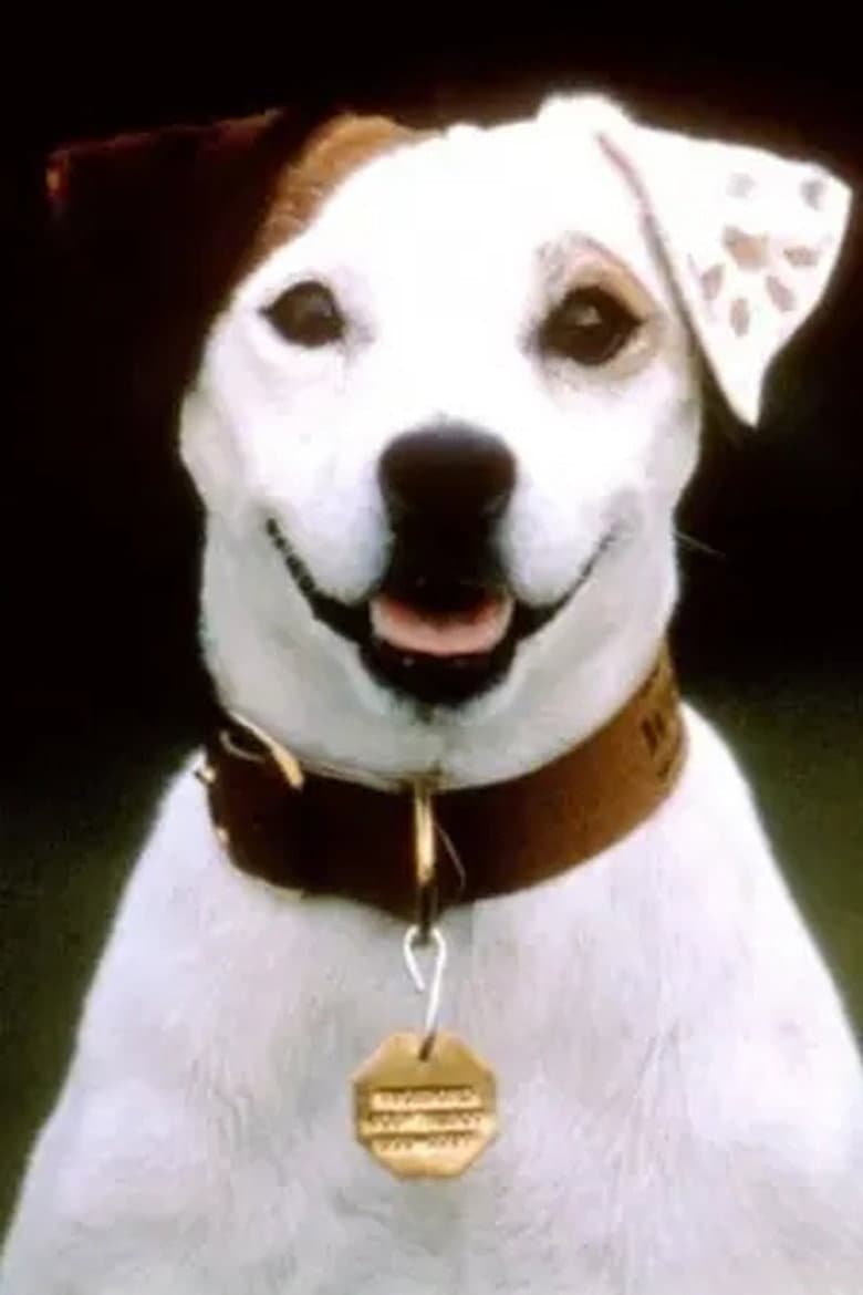 Soccer the Dog
